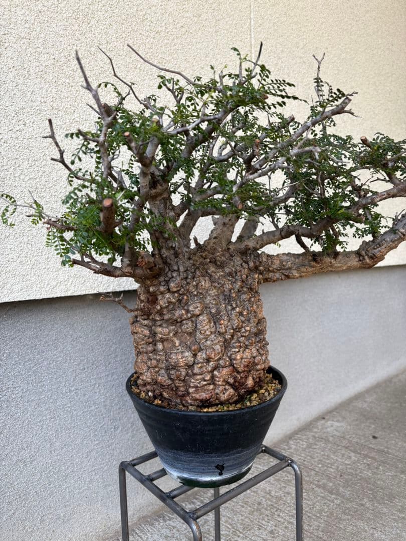 週末SALE。オペルクリカリア　パキプス【御神木】【発根済】