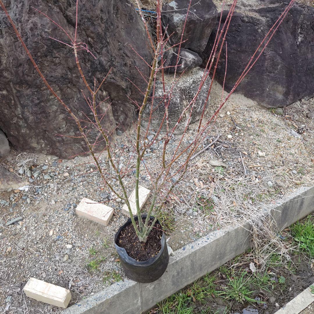 現品 イロハモミジ 本株 5本立ち