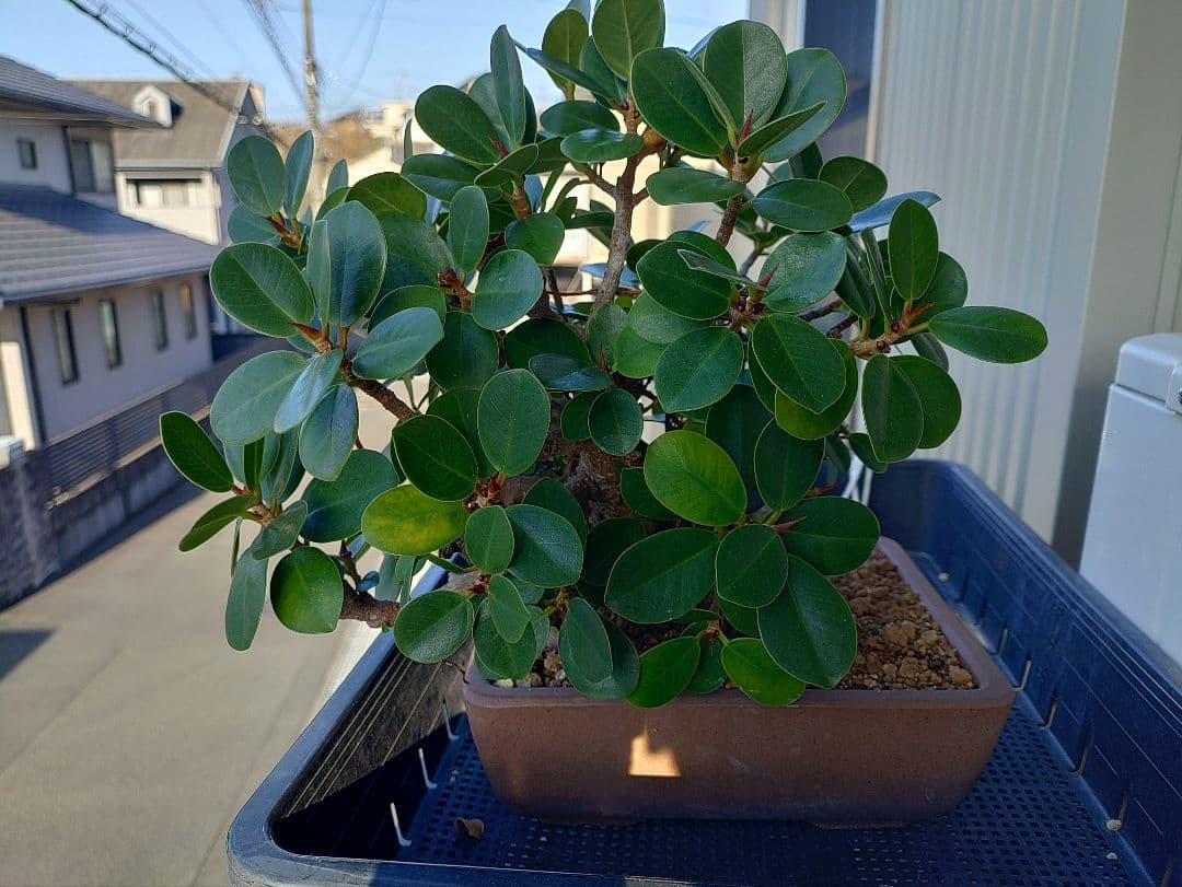 パンダガジュマル盆栽 メルカリ便