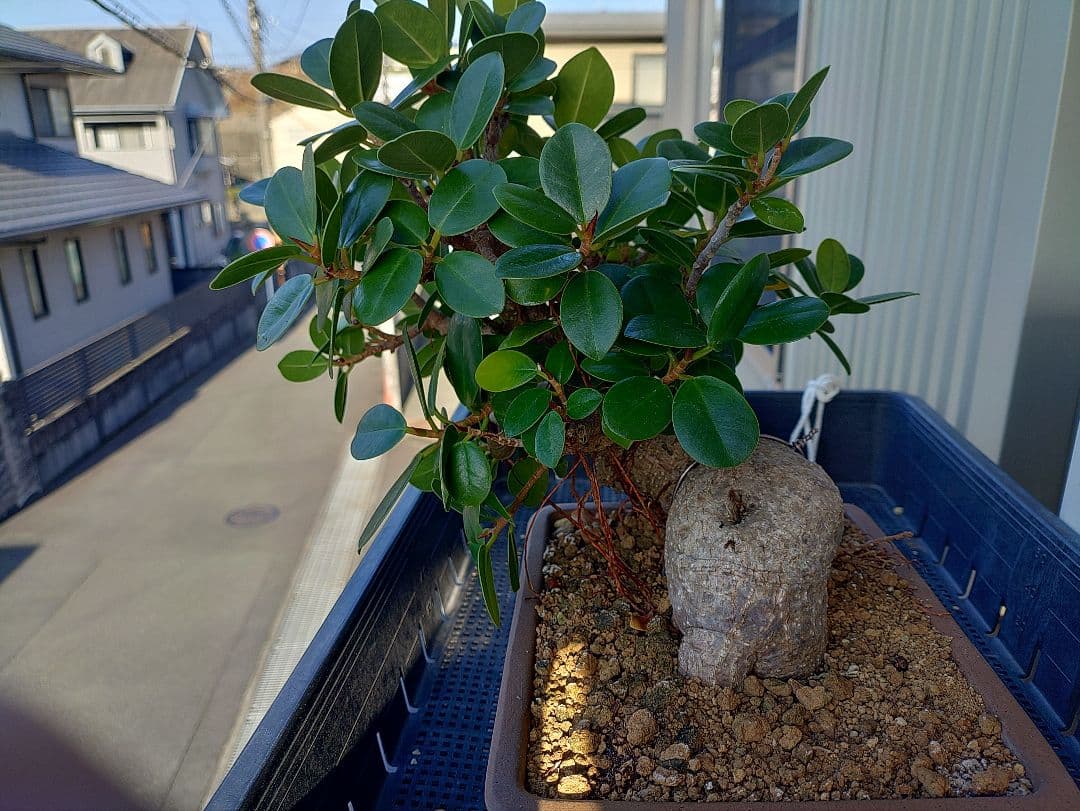 パンダガジュマル盆栽 メルカリ便