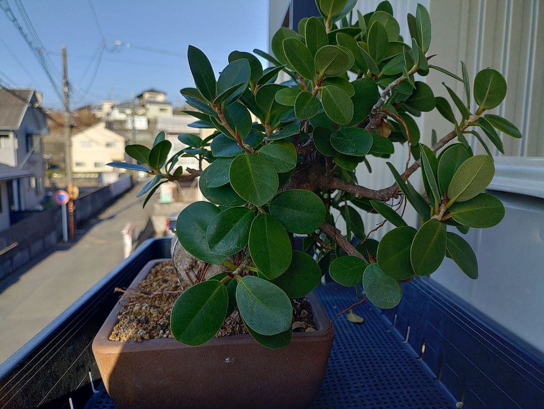 パンダガジュマル盆栽 メルカリ便