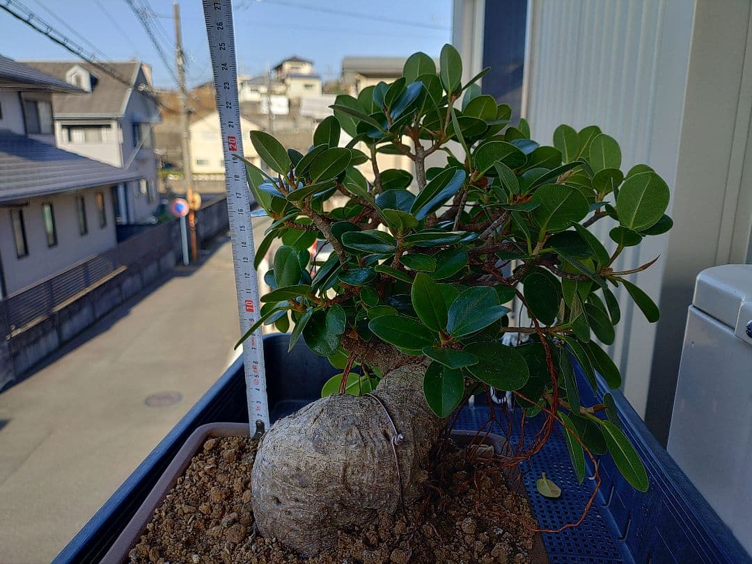 パンダガジュマル盆栽 メルカリ便