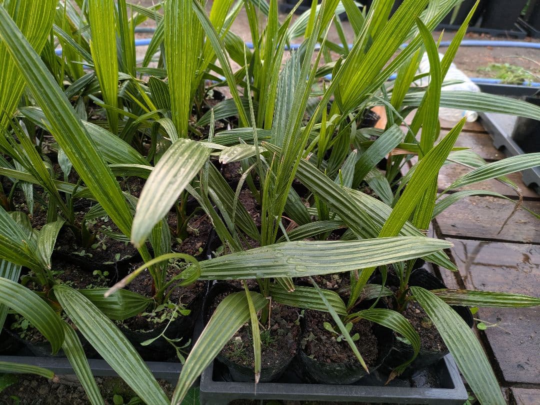 なるべく元気なのだけ選びました。カナリーヤシ50株