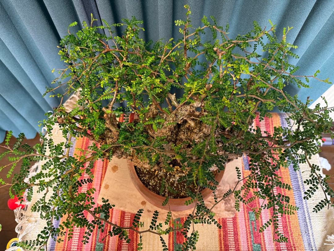 オペルクリカリア・パキプス　 現地発根株　 発根済み スペシャルコレクション株