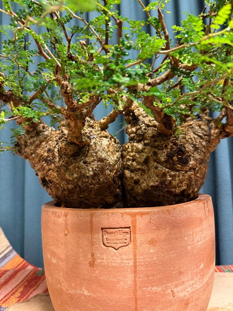 オペルクリカリア・パキプス　 現地発根株　 発根済み スペシャルコレクション株