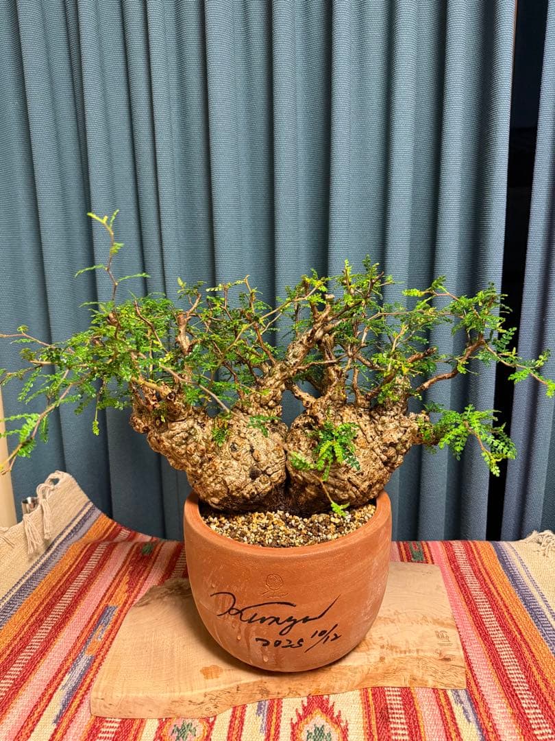 オペルクリカリア・パキプス　 現地発根株　 発根済み スペシャルコレクション株