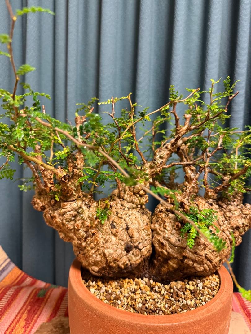 オペルクリカリア・パキプス　 現地発根株　 発根済み スペシャルコレクション株