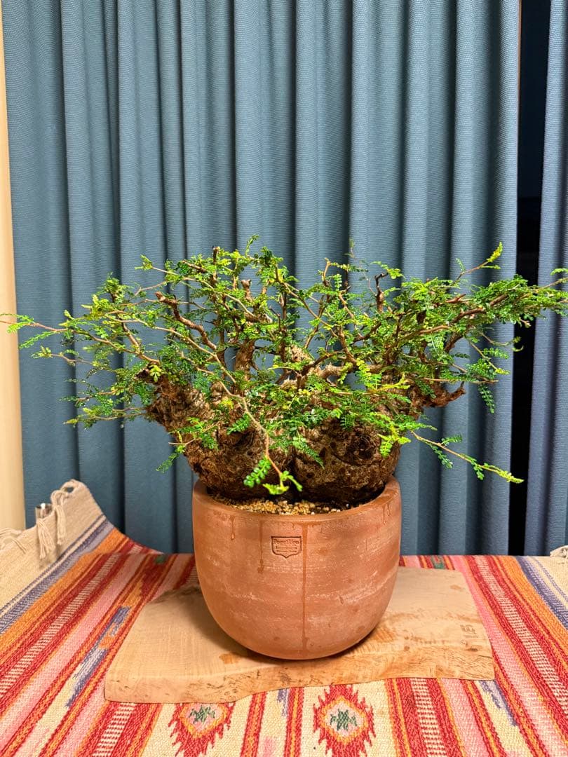 オペルクリカリア・パキプス　 現地発根株　 発根済み スペシャルコレクション株