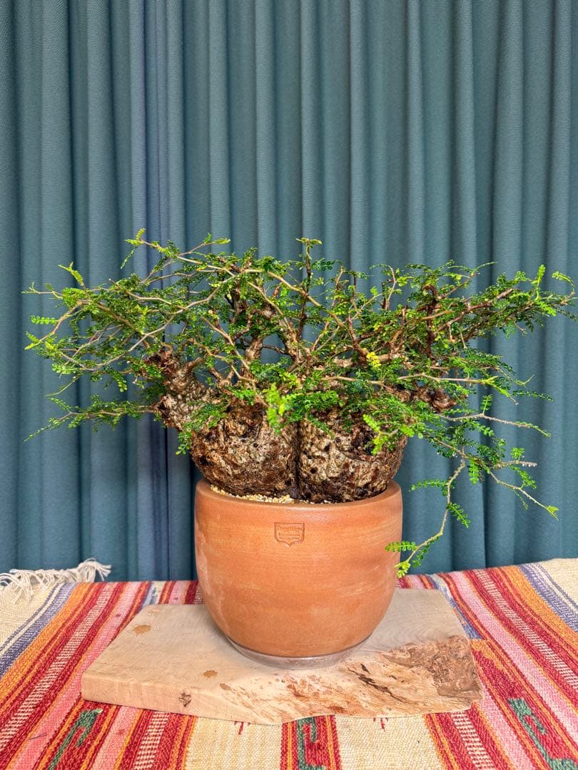 オペルクリカリア・パキプス　 現地発根株　 発根済み スペシャルコレクション株