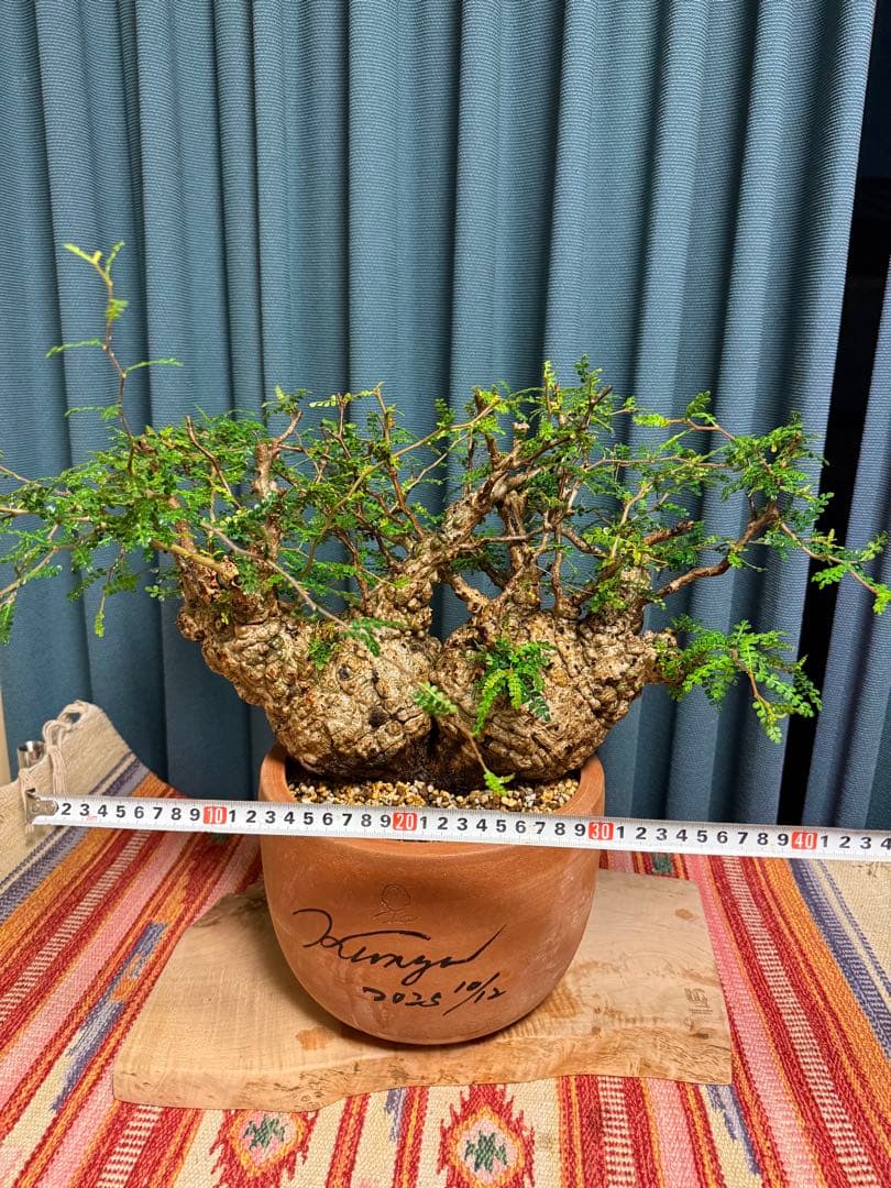 オペルクリカリア・パキプス　 現地発根株　 発根済み スペシャルコレクション株