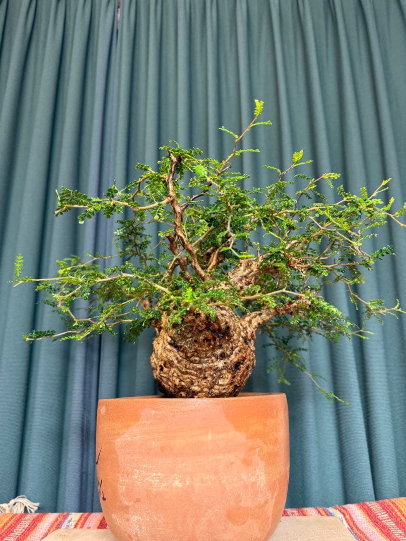 オペルクリカリア・パキプス　 現地発根株　 発根済み スペシャルコレクション株