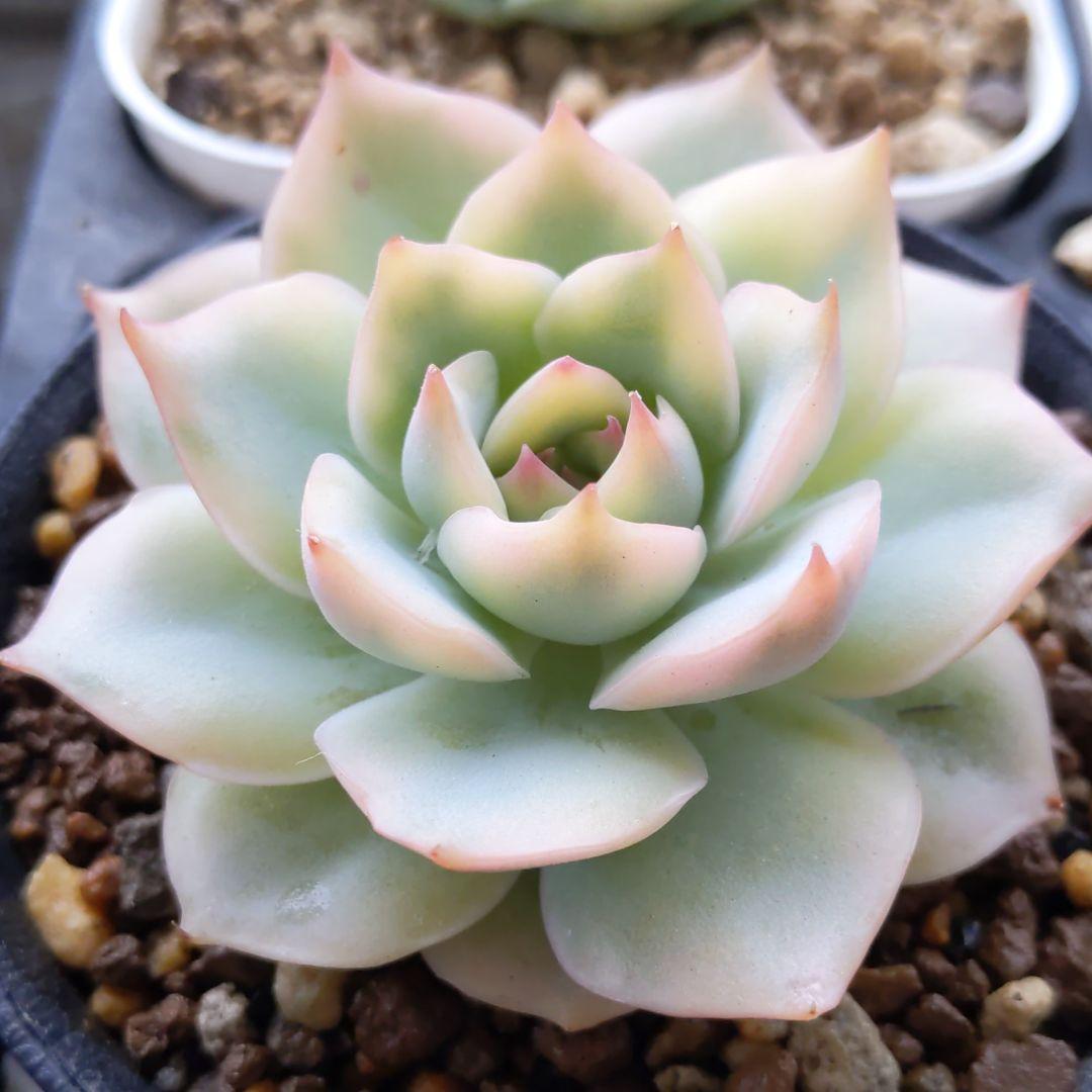 ピンクチップス錦(大苗最強斑入り)多肉植物　エケベリア