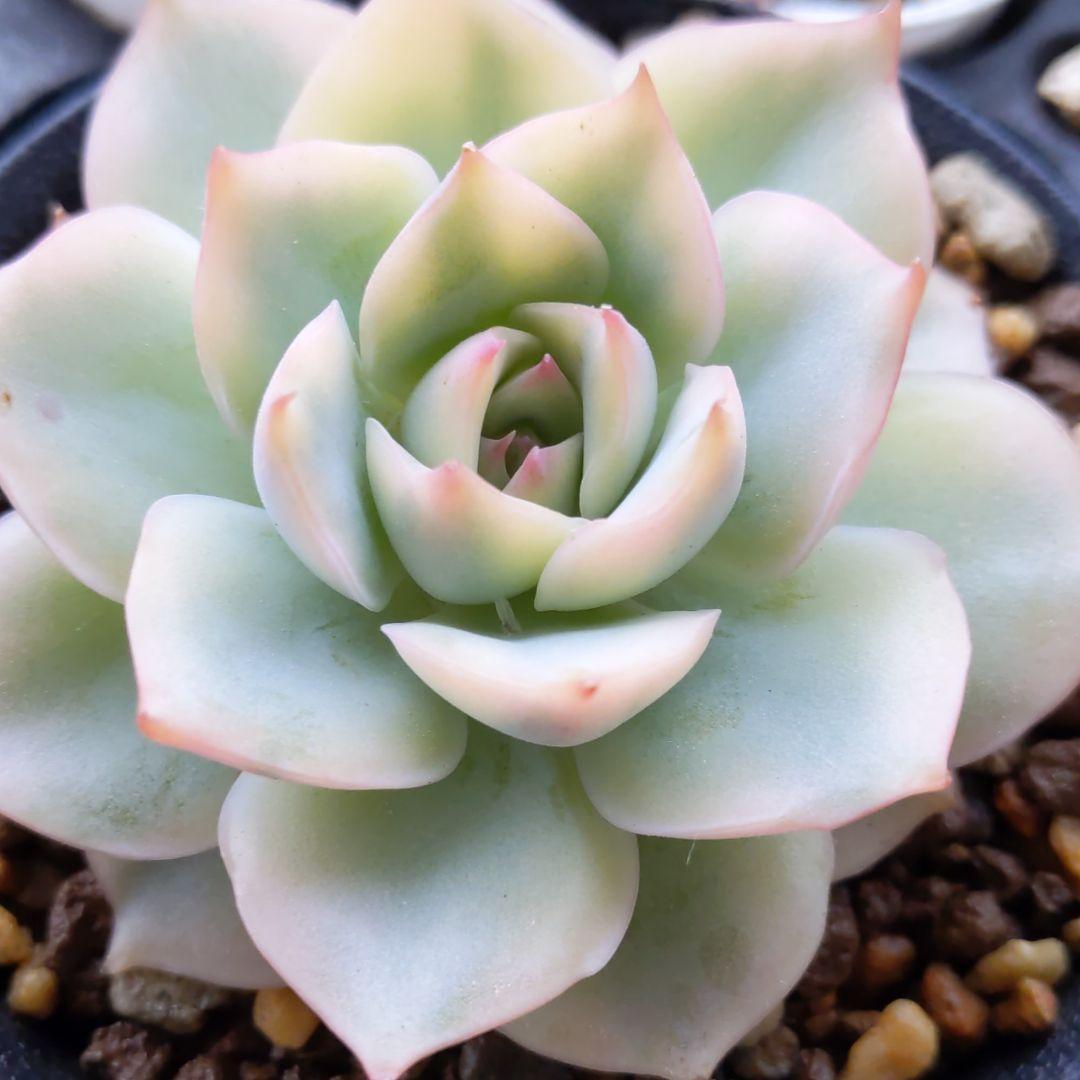 ピンクチップス錦(大苗最強斑入り)多肉植物　エケベリア