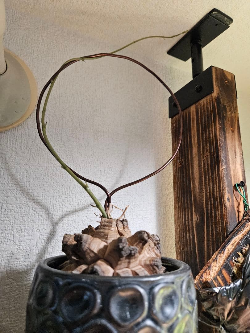 亀甲竜　鉢付き　実生