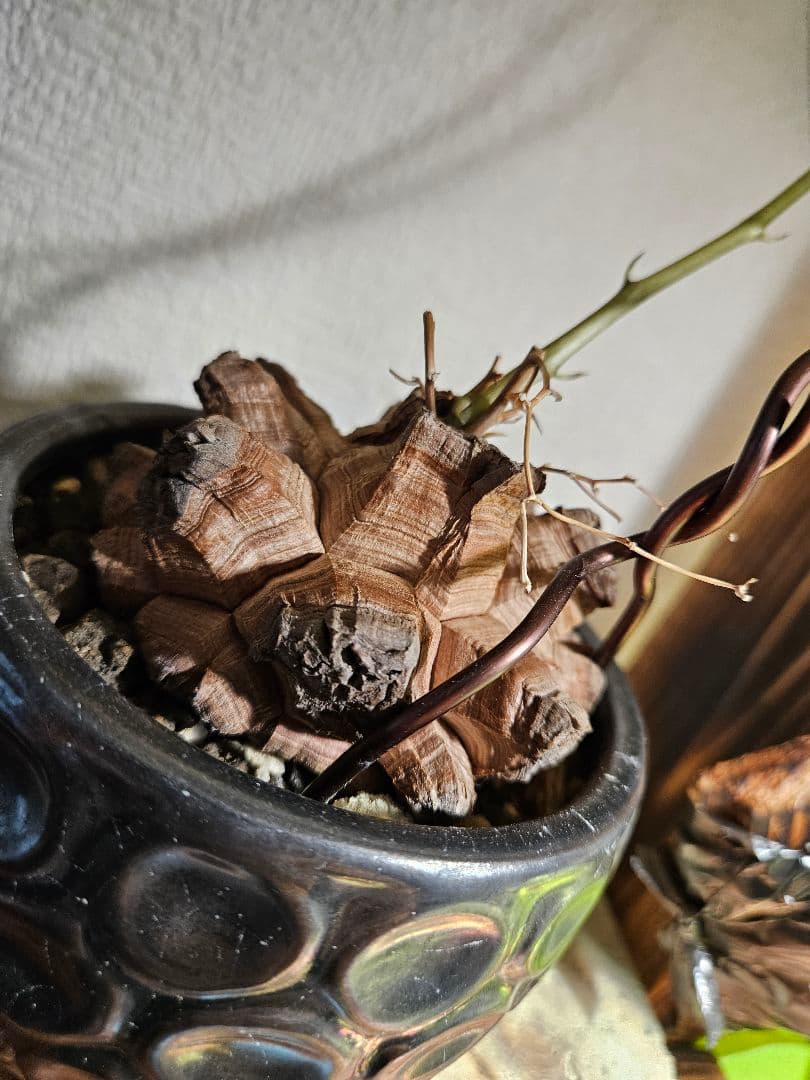 亀甲竜　鉢付き　実生