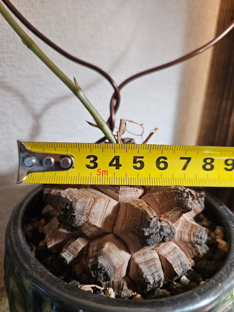 亀甲竜　鉢付き　実生