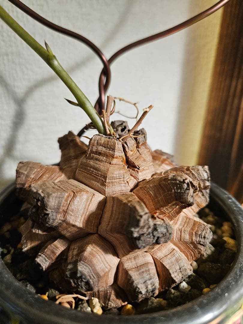 亀甲竜　鉢付き　実生