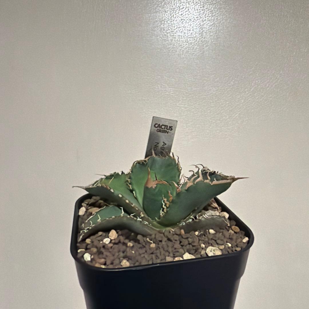 アガベ スーパーチタノタ 悪魔 cactus green 発根済み スパチタ
