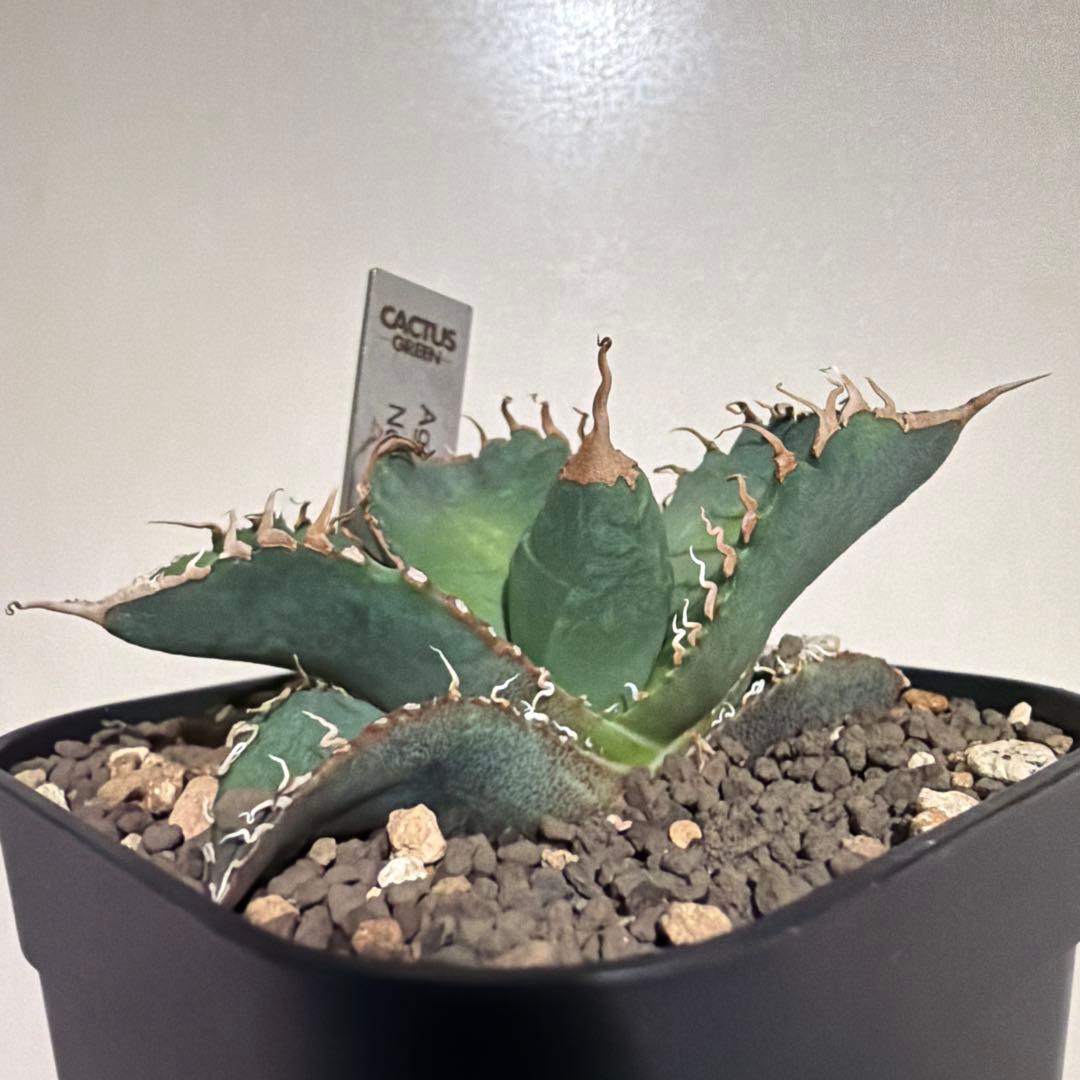 アガベ スーパーチタノタ 悪魔 cactus green 発根済み スパチタ