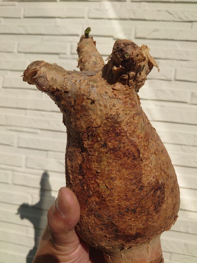 キフォステンマ マクロプス