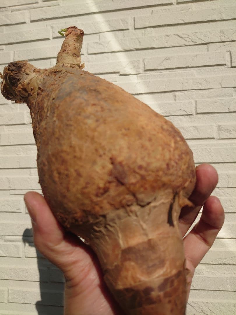 キフォステンマ マクロプス