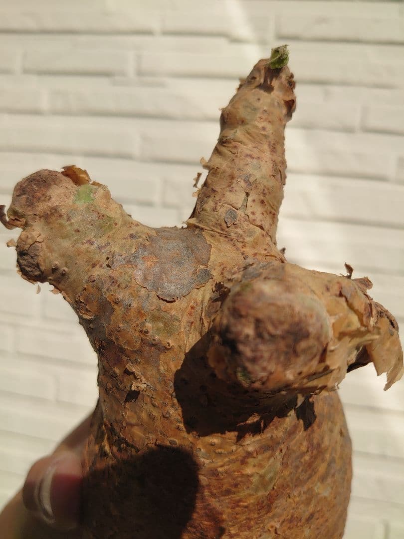 キフォステンマ マクロプス