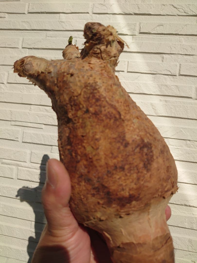 キフォステンマ マクロプス