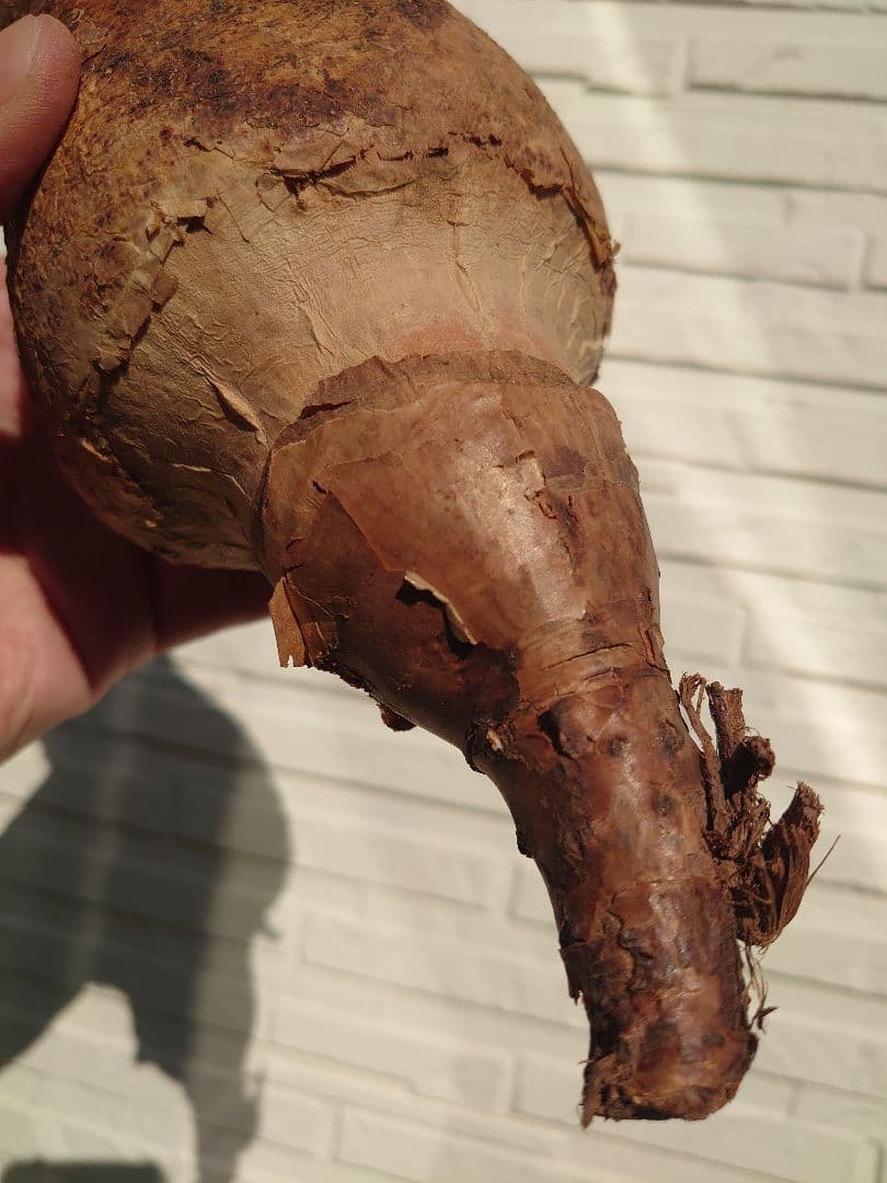 キフォステンマ マクロプス