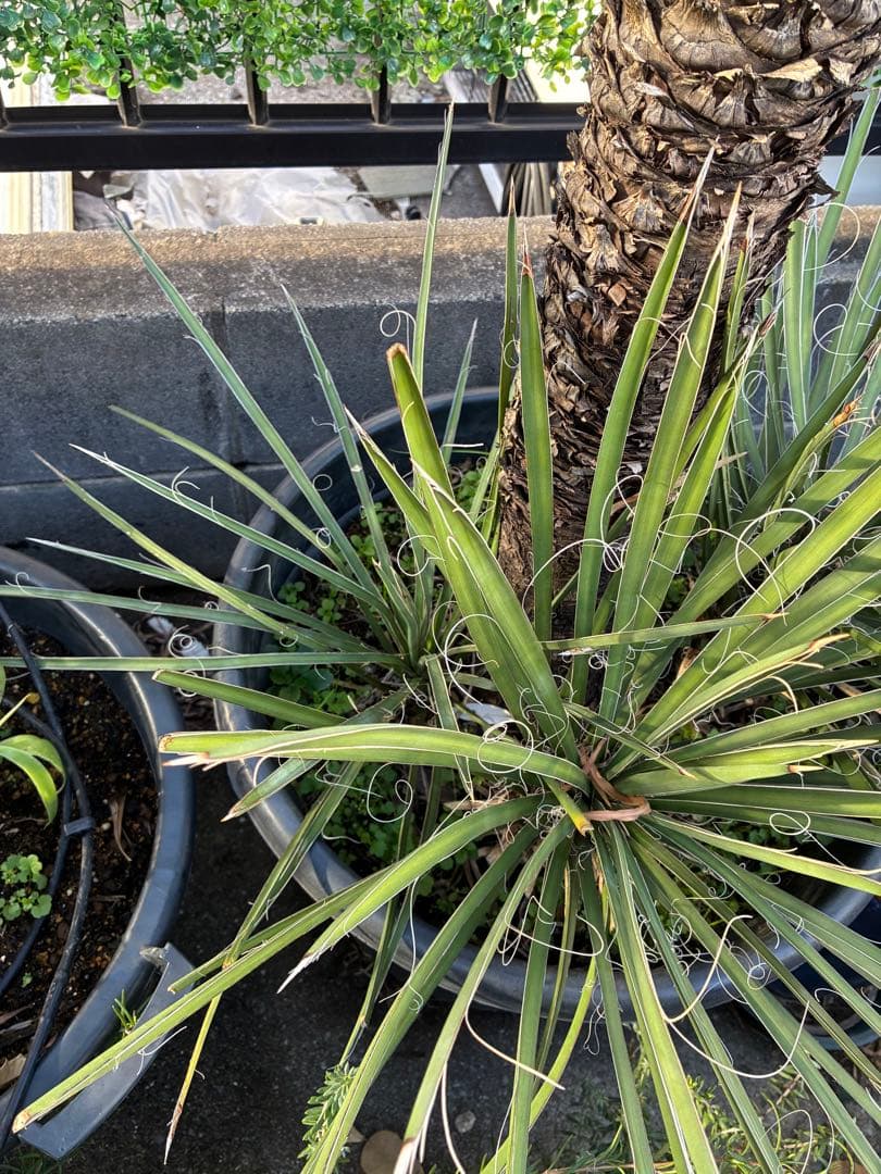 【直接取引限定】 ユッカ・フィリフェラ　子株付き　ドライ系