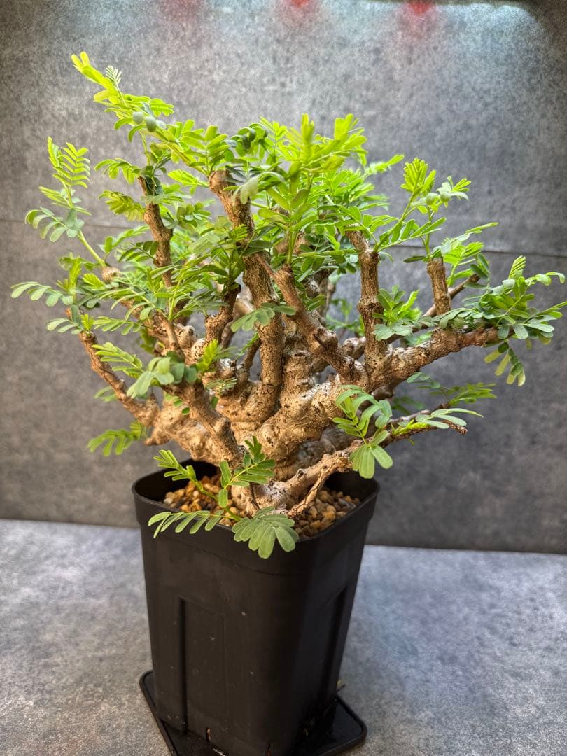 センナ　メリディオナリス　海外実生　発根済み　398