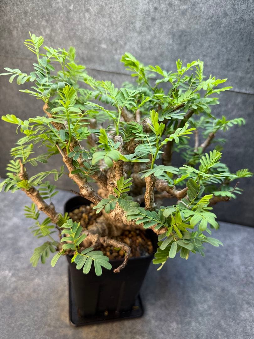 センナ　メリディオナリス　海外実生　発根済み　398