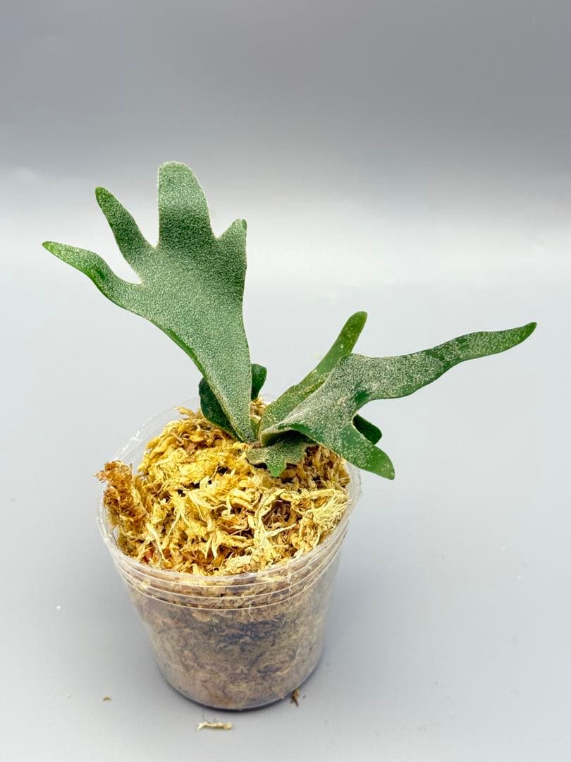 ビカクシダP.Antler Crown spore (YMDS)#2 - メルカリ