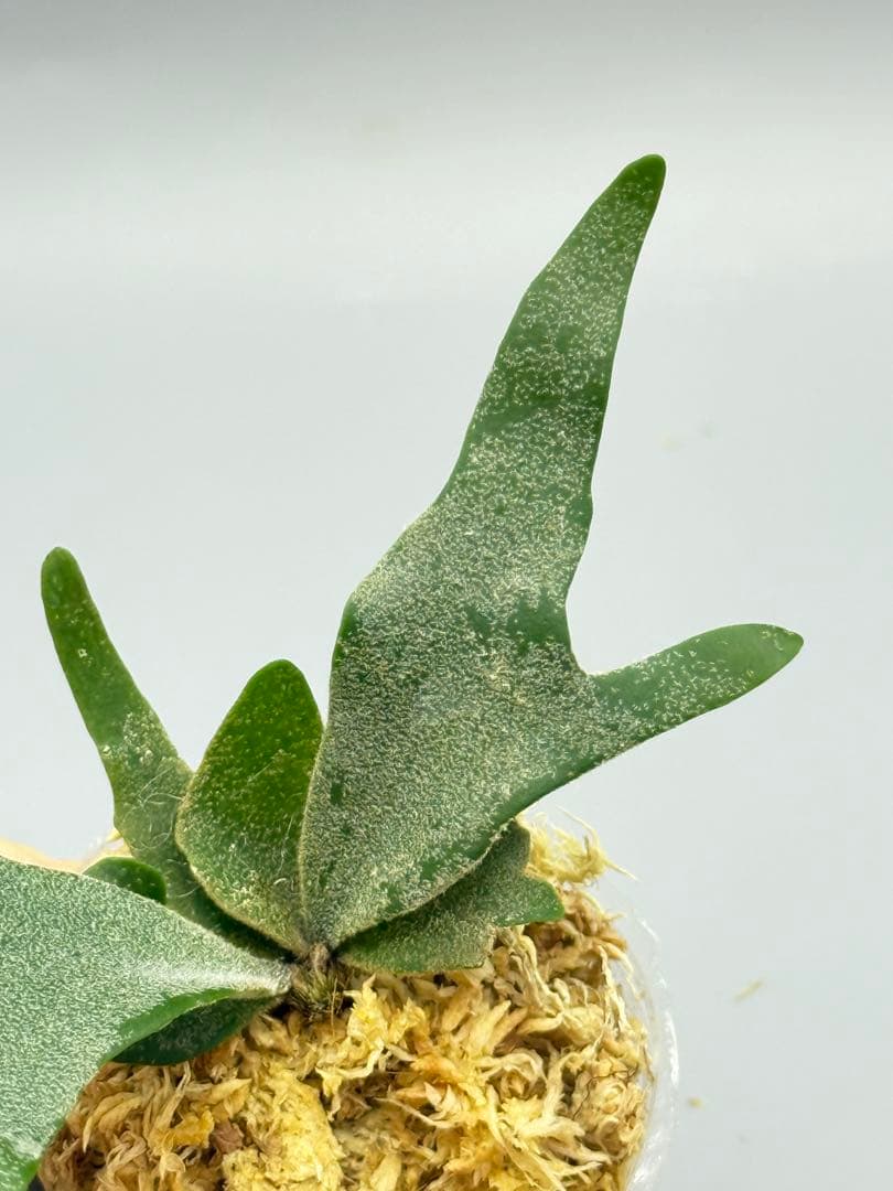 ビカクシダP.Antler Crown spore (YMDS)#2 - メルカリ