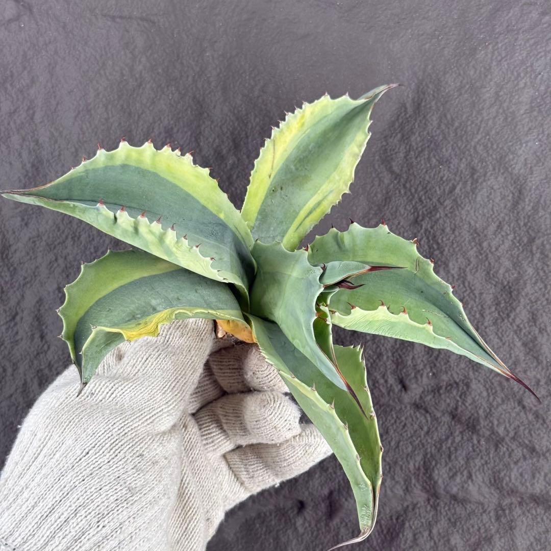 【アガベ オバティフォリア“オルカ”】地植え/-18℃まで/極上　L2