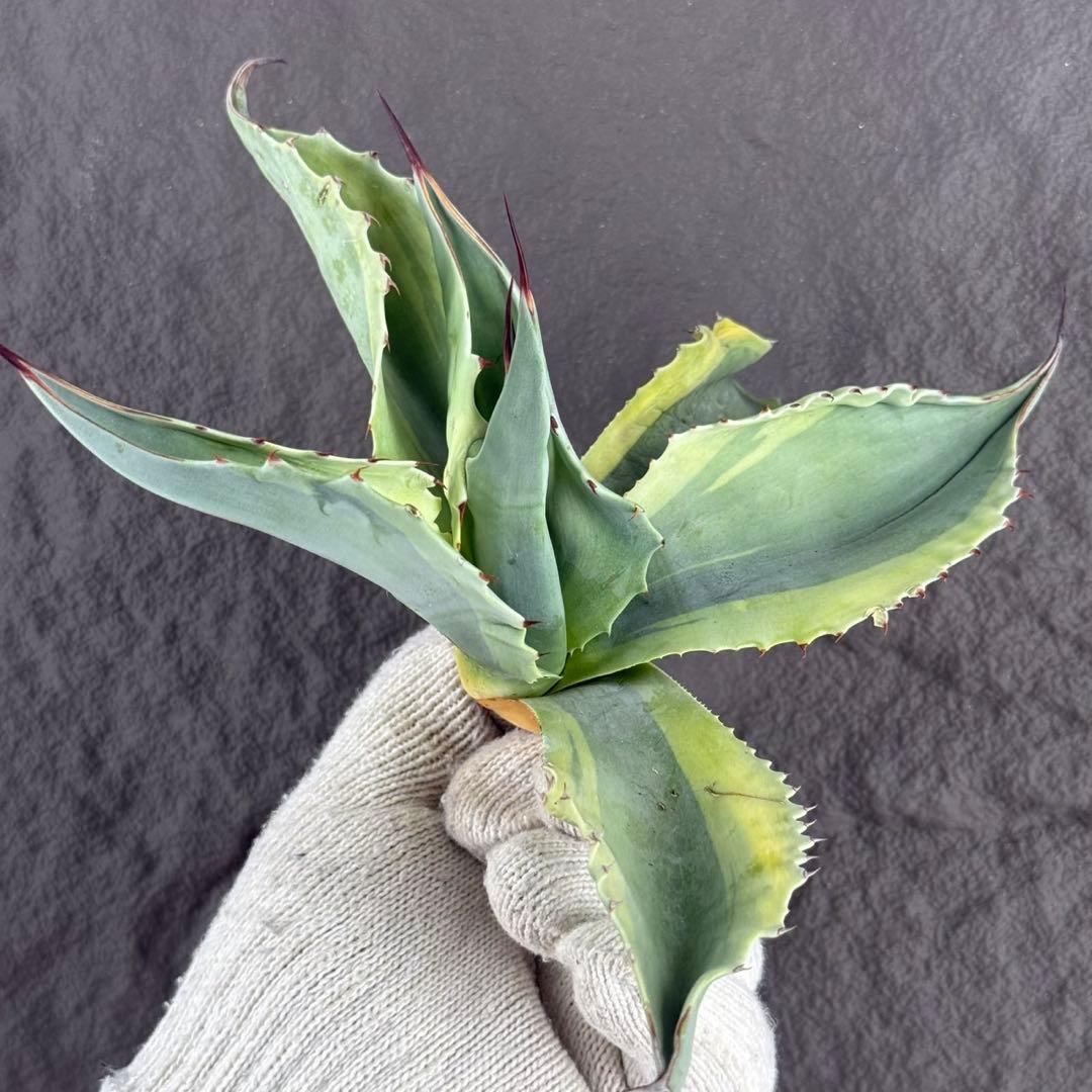 【アガベ オバティフォリア“オルカ”】地植え/-18℃まで/極上　L2