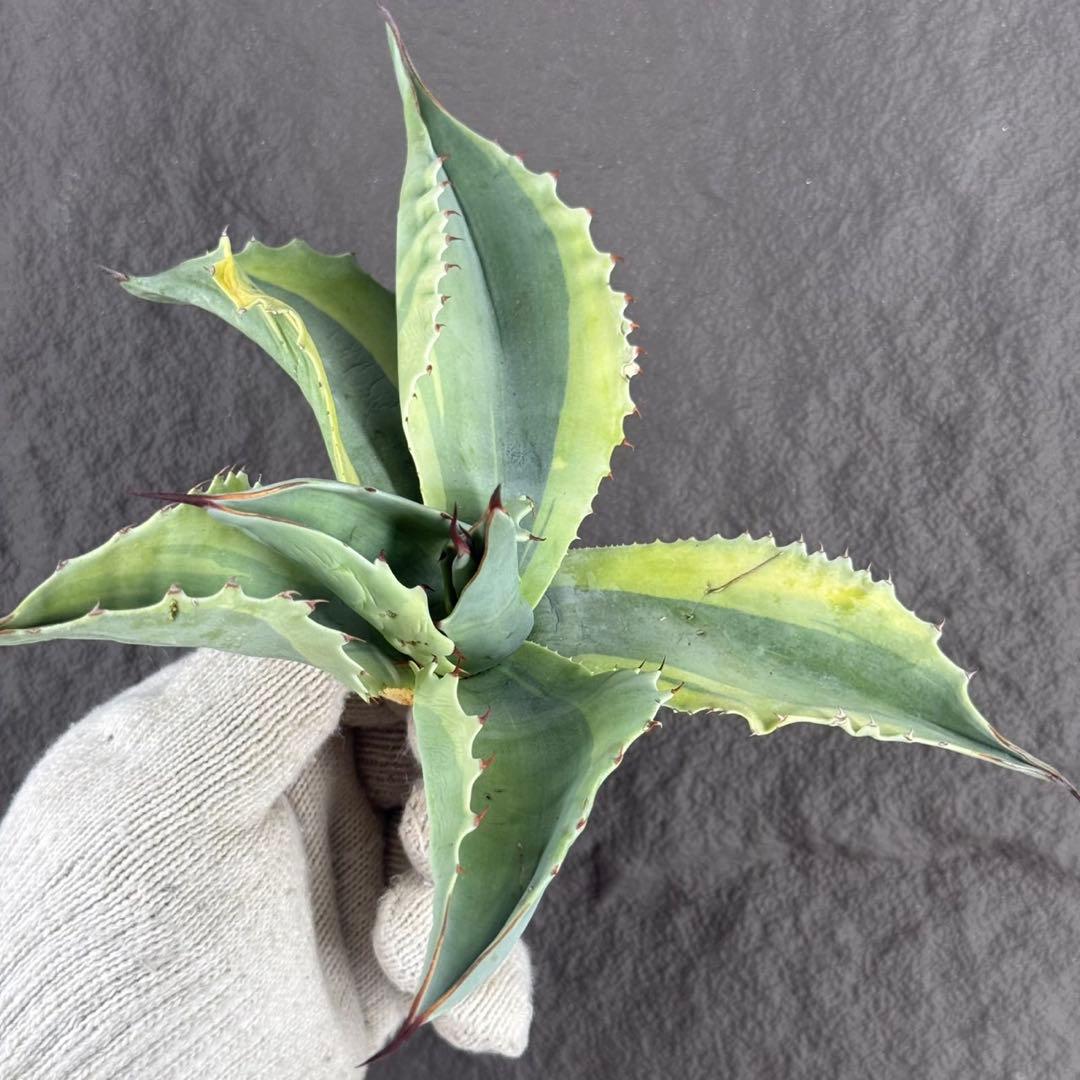 【アガベ オバティフォリア“オルカ”】地植え/-18℃まで/極上　L2