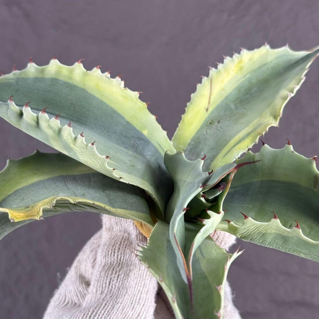 アガベ オバティフォリア“オルカ”】地植え/-18℃まで/極上 L2 - メルカリ