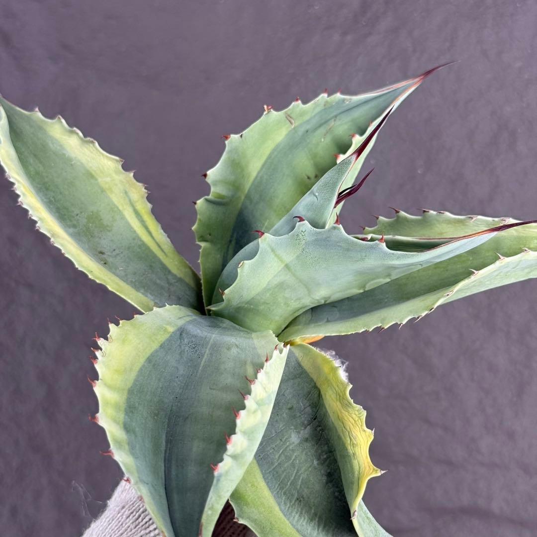 【アガベ オバティフォリア“オルカ”】地植え/-18℃まで/極上　L2