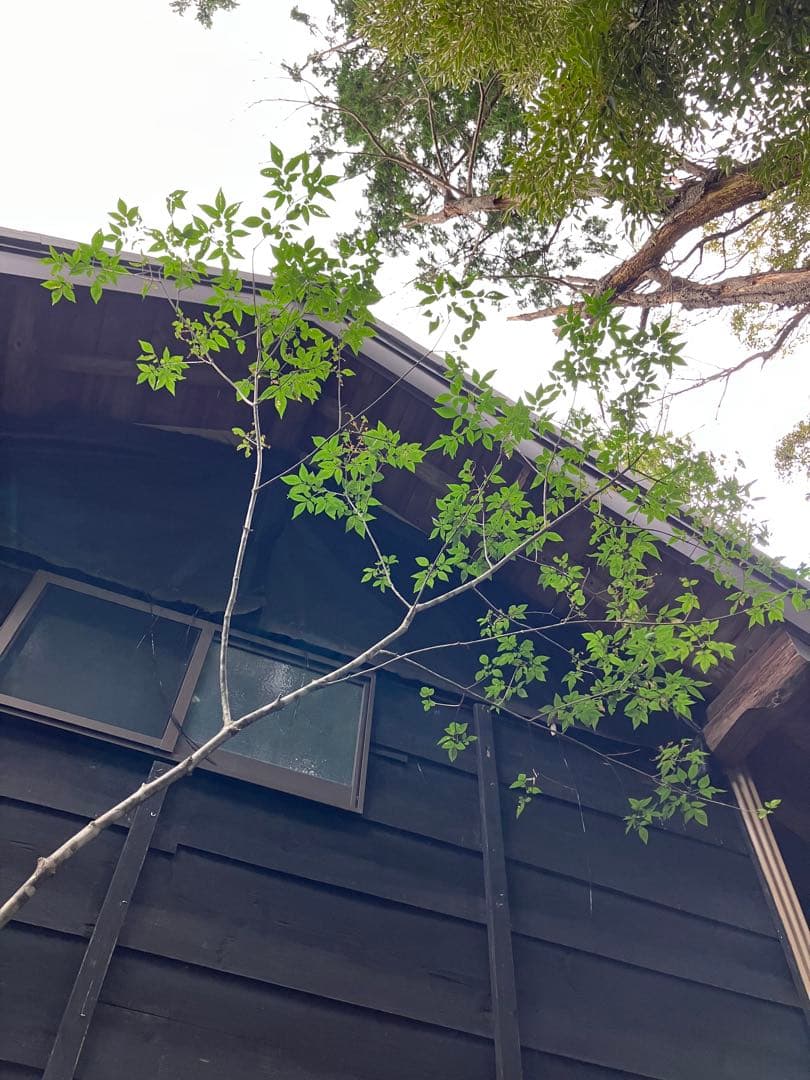 73 山採り　アオダモ