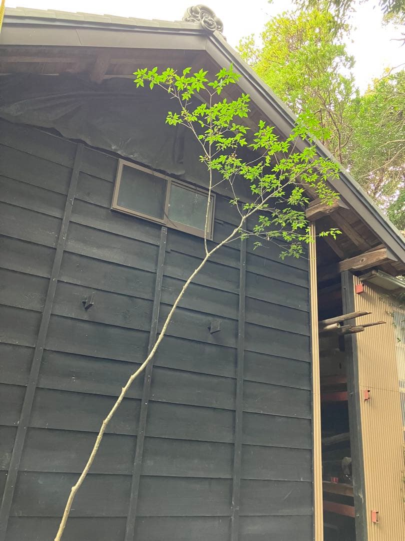 73 山採り　アオダモ