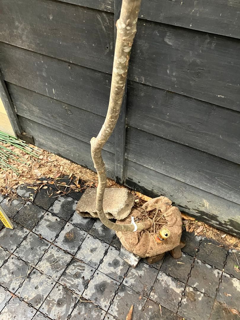 73 山採り　アオダモ