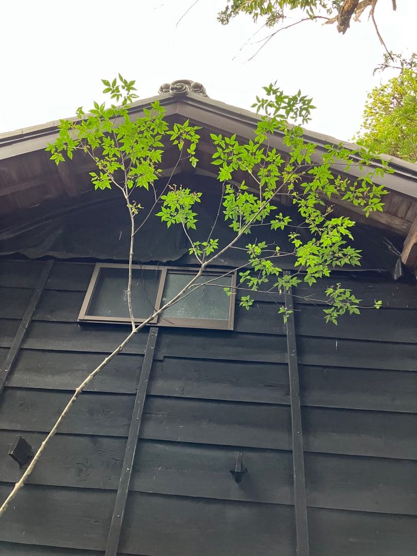 73 山採り　アオダモ