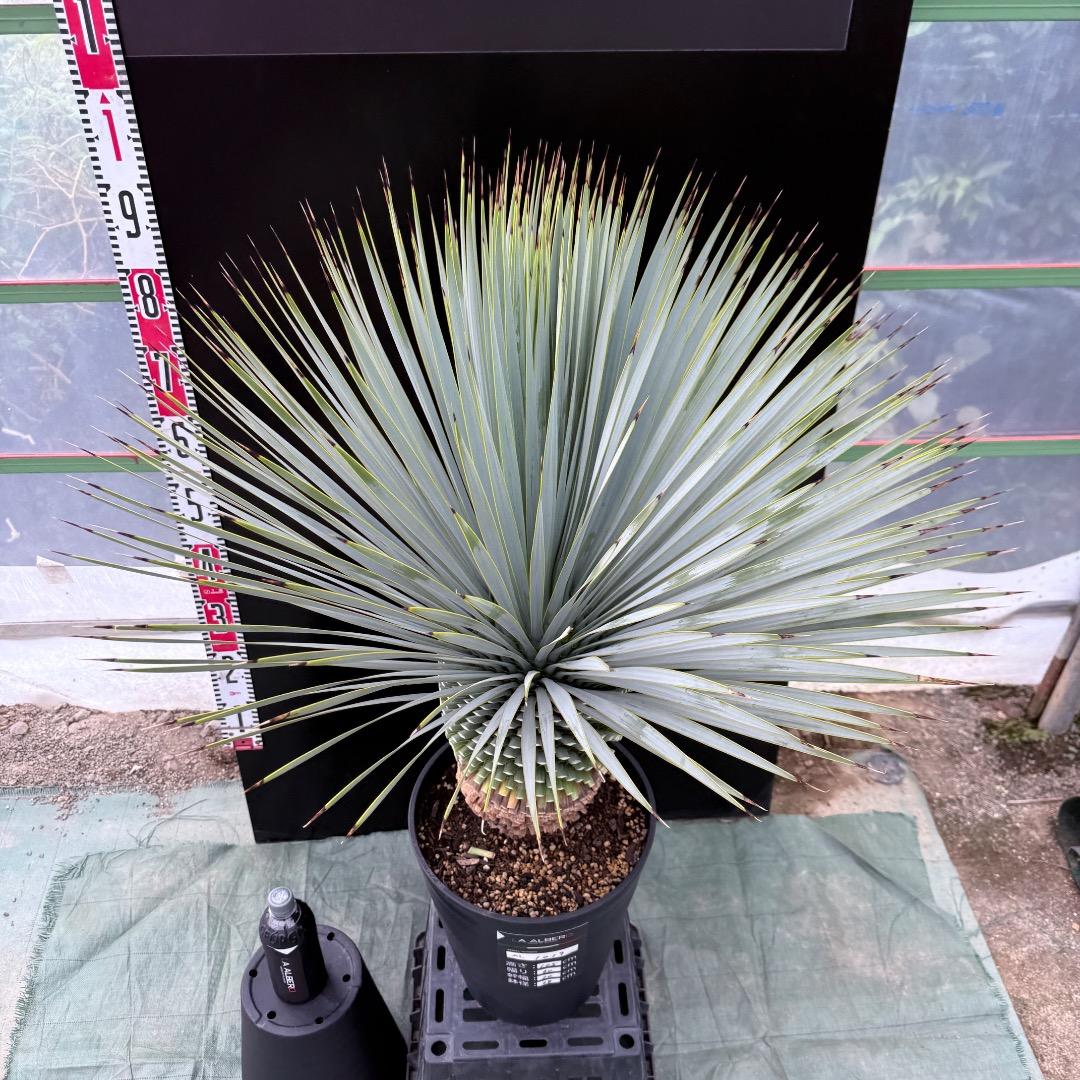 【AL1019】ユッカ　ロストラータ　シルバーブルー個体　超極太　超超美形