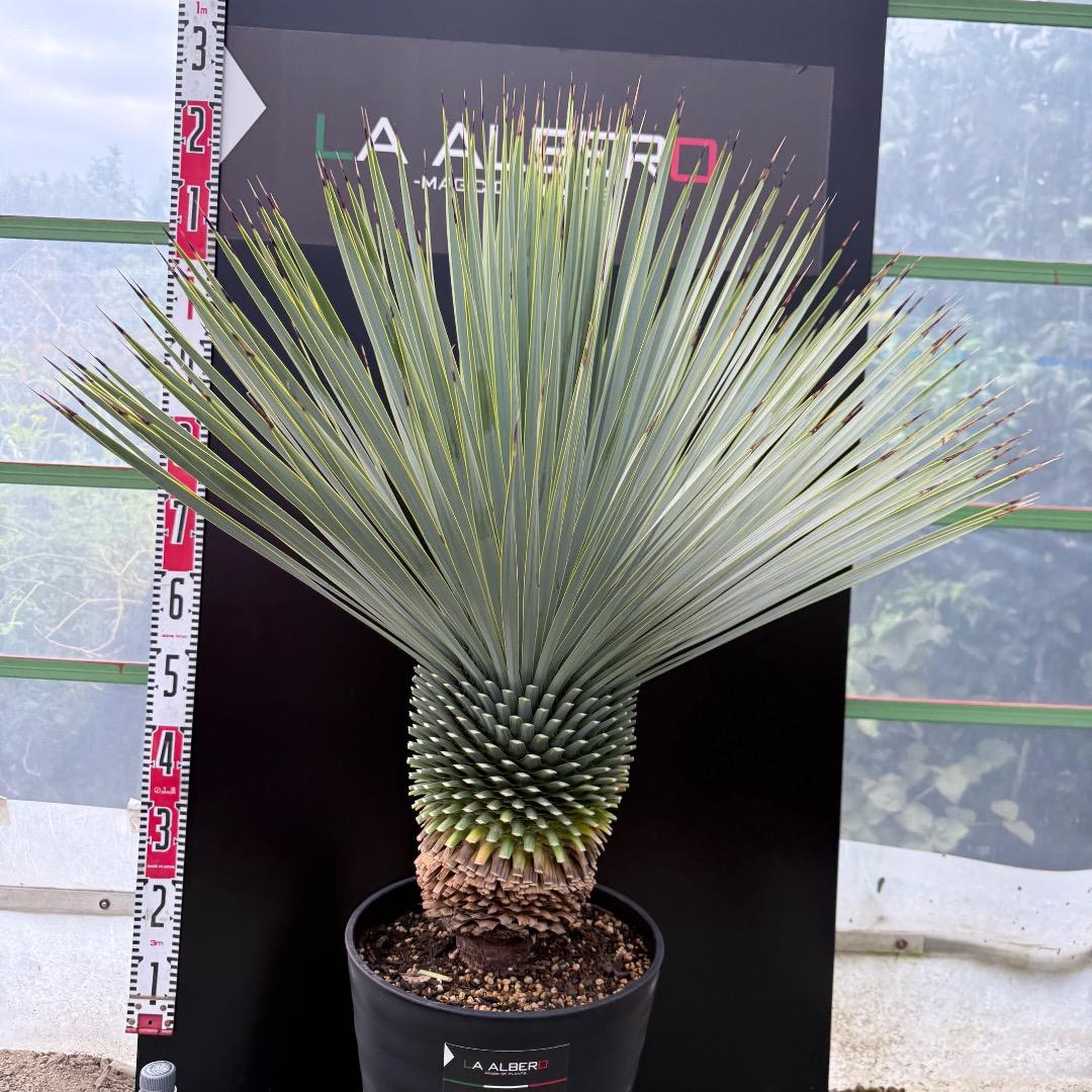 【AL1019】ユッカ　ロストラータ　シルバーブルー個体　超極太　超超美形