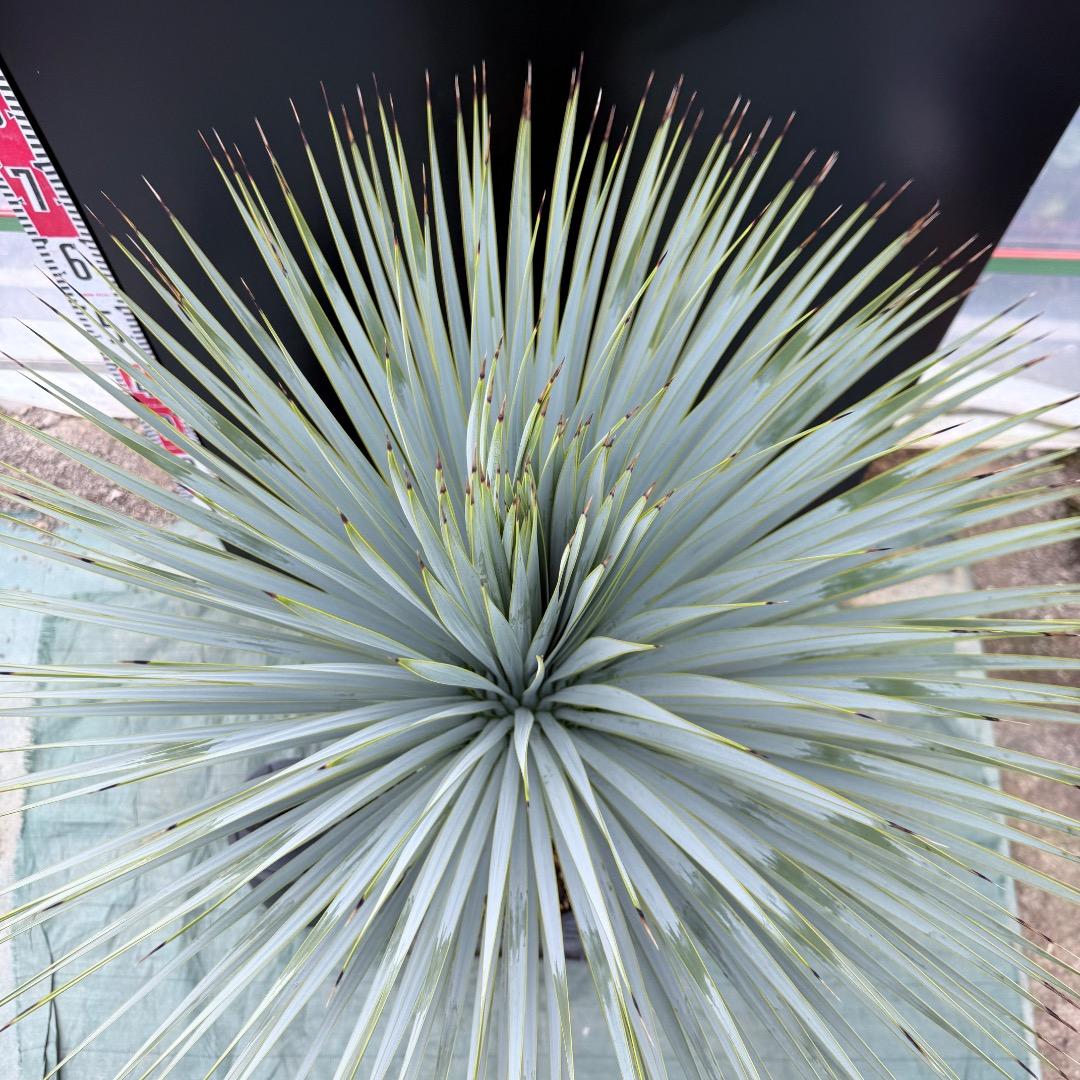 【AL1019】ユッカ　ロストラータ　シルバーブルー個体　超極太　超超美形