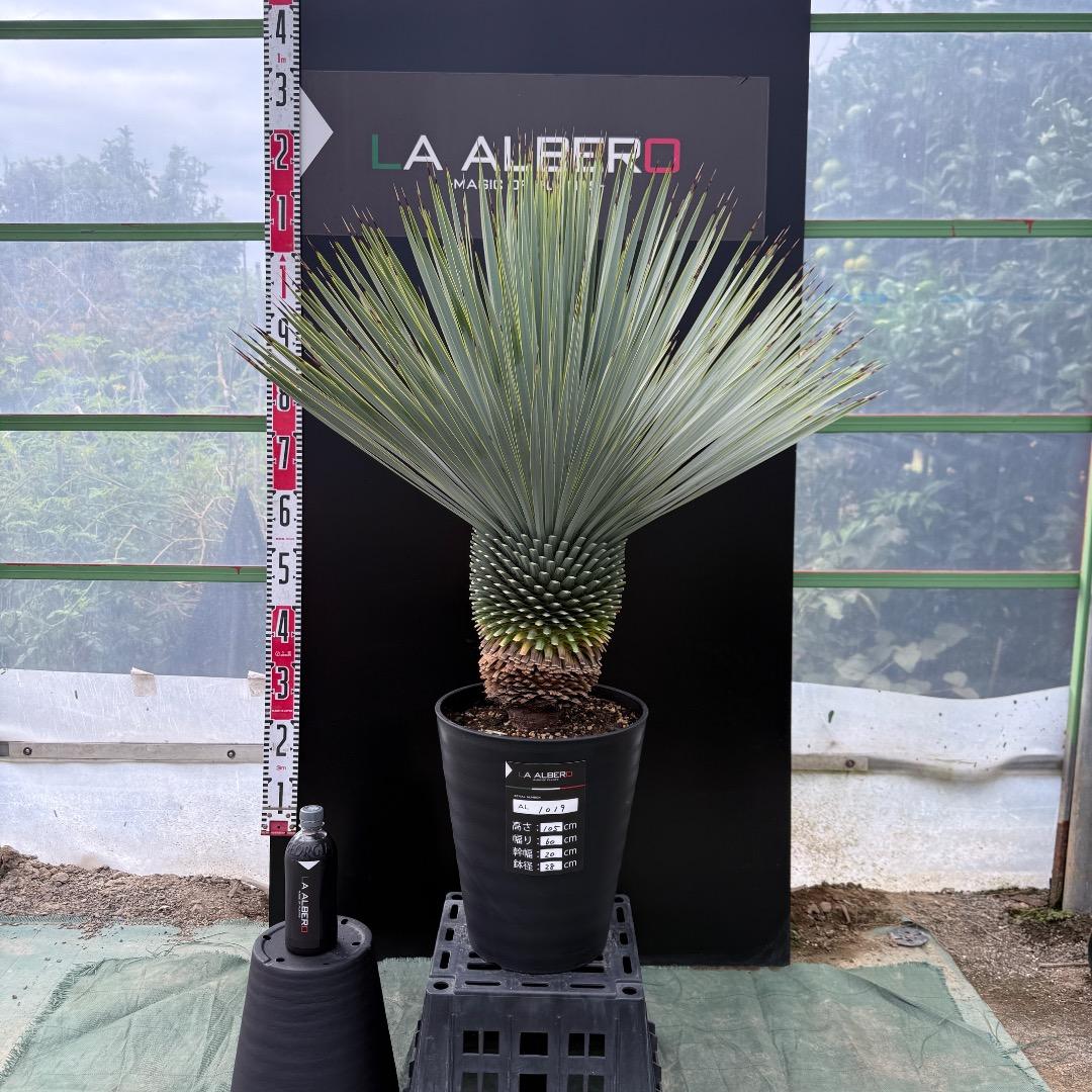 【AL1019】ユッカ　ロストラータ　シルバーブルー個体　超極太　超超美形