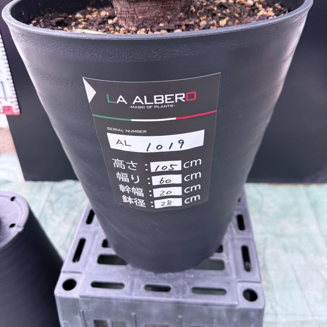 【AL1019】ユッカ　ロストラータ　シルバーブルー個体　超極太　超超美形