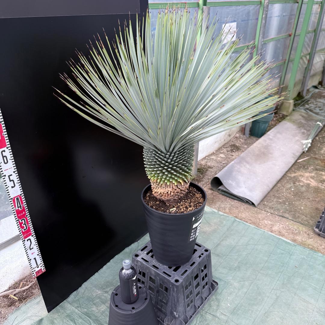 【AL1019】ユッカ　ロストラータ　シルバーブルー個体　超極太　超超美形