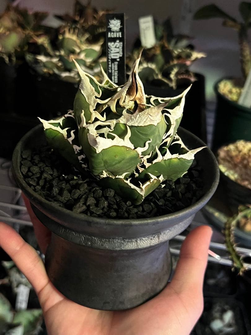 アガベ SAD (南アフリカダイヤモンド)初期輸入株 子株付き 鉢ごと発送