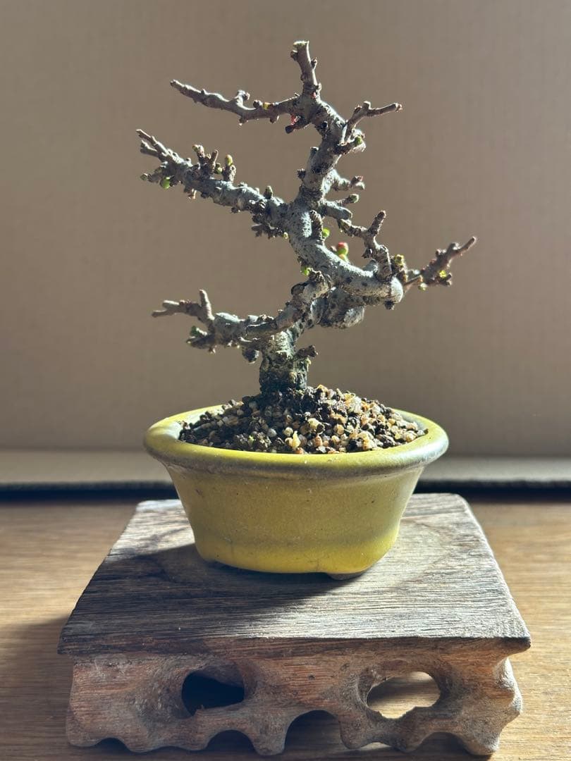 長寿梅 一重赤花 小品盆栽 ミニ盆栽-15 - メルカリ